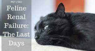 Navigating Kidney Failure In Cats Final Stages Pet Tao Holistic Pet Products Cat Renal Failure Kidney Failure Chronic Renal Failure