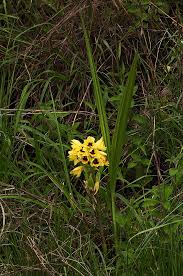 Image result for Orthochilus