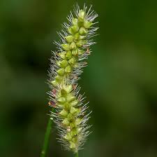 Image result for Setaria pumila