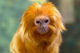 Golden Lion Tamarin Zoo Atlanta Golden Lion Tamarin Atlanta Zoo Pygmy Marmoset