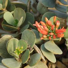 Kalanchoe Scapigera Plants Common Names Cactus