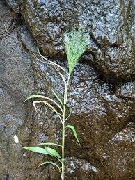 Image result for Arundinella nepalensis