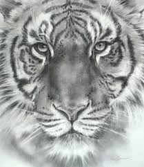 Tiger Head Drawings In Pencil Tiger Sketch Tiger Drawing Tiger Art