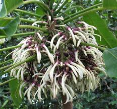 Image result for Clutia angustifolia