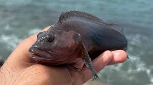 Image result for Blepharis buchneri