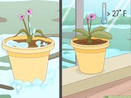 Check spelling or type a new query. How To Revive An Orchid Plant 9 Steps With Pictures Wikihow