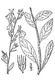 Plants Profile For Lobelia Amoena Southern Lobelia This name is the accepted name of a species in the genus lobelia (family campanulaceae). plants profile for lobelia amoena