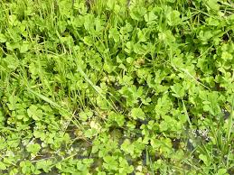 Image result for Marsileaceae