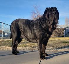 american molossus old world euphrates giant dogs neopolitan mastiff dogs