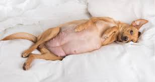 Jun 03, 2021 · because of their keen sense of smell, it's believed by many that a dog can detect a change in a pregnant person even before they do — but it's mostly conjecture. Can A Dog Get Pregnant During Her First Heat Survive Petcoach