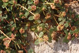 Image result for Euphorbia ophthalmica