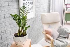 Image result for do zz plants like humidity