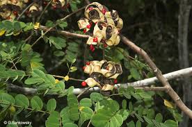 Image result for Tragia adenanthera