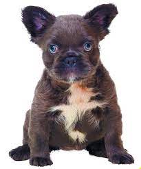 Vegas & black mamba welcomed a litter of 9! Fluffy Frenchie Facts Famous Frenchies Australia