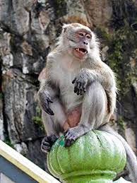 Penggunaan istilah klon mewakili cara varieti pokok durian itu dibiakkan iaitu dengan teknik. Monyet Definition And Synonyms Of Monyet In The Malay Dictionary