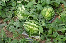 Watermelon grows well in loose, sandy and muddy soils. How To Plant Grow And Harvest Watermelon