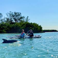 Guided tours, skip the line tickets, helicopter tours, bus tours Tripadvisor Clear Kayak Tour Of Shell Key Preserve And Tampa Bay Area Provided By Get Up And Go Kayaking Tampa Bay Tierra Verde Florida
