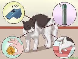 How To Train A Cat To Stop Doing Almost Anything 9 Steps Cat Behavior Cat Care Cat Training