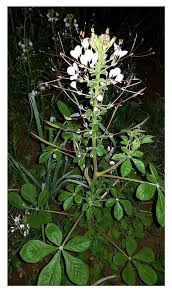 Image result for Cleome gynandra
