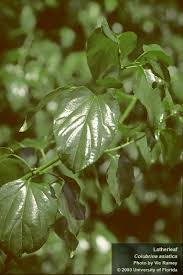 Image result for Colubrina asiatica