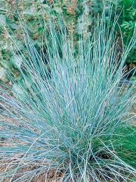 Pin By Kim Pierrard On Garden Blue Fescue Blue Plants Sun Plants