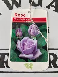 Opening from pointed buds, the exquisite flowers are borne on long stems, making them perfect for cutting. Climbing Blue Moon Climbing Rose Bare Root Newgate Direct