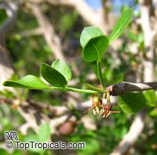 Image result for Commiphora mossambicensis