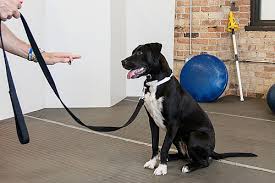 Pet training, pet boarding, dog walkers. Dog Training Classes Paws Chicago