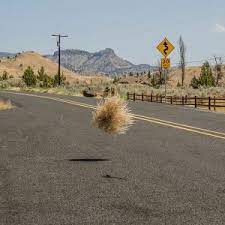 To make more tumbleweeds of course. Drifting Along Like A Tumbling Tumbleweed Jonathan Manske Coaching
