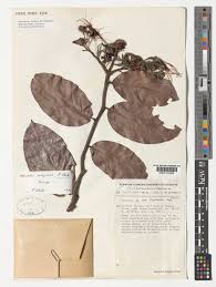 Image result for Maranthes goetzeniana