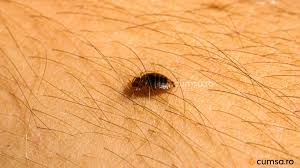 Acestea sunt greu de observat la prima vedere. Plosnite De Pat Cum Sa Identifici O Infestare In Casa Ta Cumsa Ro