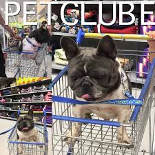 Akc cute and healthy home raise french bulldog puppies for sale. Petclube Filhotes Caes Bully Gatos Gigantes Criadores Ecologicamente Corretos Exotic French Bulldog