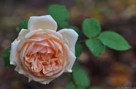 Antico Amore Rose Photo In 2020 Rose Flowers Bloom