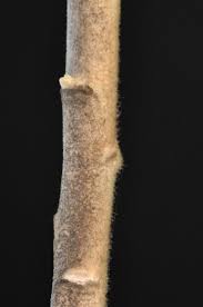 Image result for Tarchonanthus trilobus