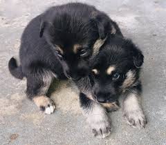 The german shepherd breed has enjoyed overwhelming popularity on and off if you opt to choose from a litter of german shepherd puppies for sale, take a look at the environment and get as much data about the parents as you can. 88 German Shepherd Lab Mix For Sale L2sanpiero