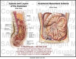 With related to nerves of anterior abdominal wall and the inguinal region: Abdominal Anatomy Medical Illustration Medivisuals