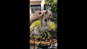tik tok videos collection 5 dog can fly dogs videos tik tok