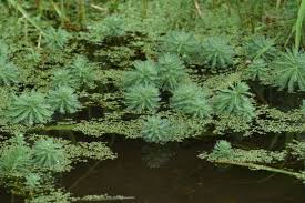 Image result for Haloragaceae