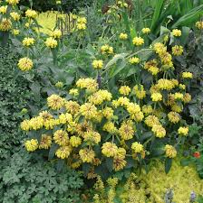 Image result for Phlomis fruticosa