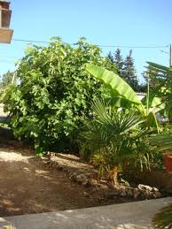 Mon Figuier Ne Donne Pas Ou Tres Peu De Fruits Forum Arbres Et Arbustes Journal Des Femmes