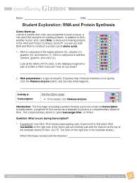 The rna primer is replaced with dna nucleotides. Rna Protein Synthesis Gizmo 1 Translation Biology Rna