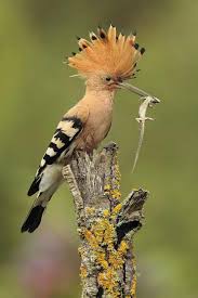 Birds Outside My Window Meaning Hoopoe National Bird Of Israel Animals Beautiful Birds Pet Birds