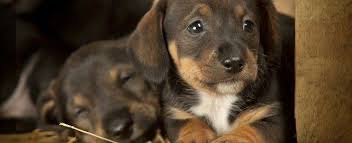 Check spelling or type a new query. Adopting Puppies Before 8 Weeks What You Should Know