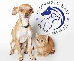 Adopted 5/20 penny is a sweet 5 month old labrador retriever and border collie mix. El Dorado County Animal Services West Slope Shelter Home Facebook