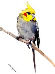 Cockatiel Artwork Wall Art Original Watercolor Painting 1 Etsy Yellow Wall Art Original Watercolors Original Watercolor Painting