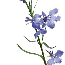Image result for Lobelia uliginosa
