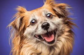 We did not find results for: Home Photography Ideas Capture Incredible Indoors Pet Portraits Digital Camera World