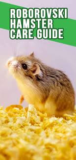 Jan 16, 2008 · they are on average 4.5 (1.75 inches) centimeters long. Roborovski Hamster The Complete Guide To The Robo Dwarf Hamster