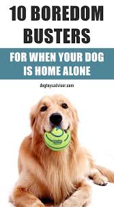 10 Ways To Keep Your Dog Busy When Home Alone Dogs Dog Boredom Buster Dog Boredom