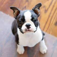 Boston Terrier Puppies Johannesburg Pets Lovers